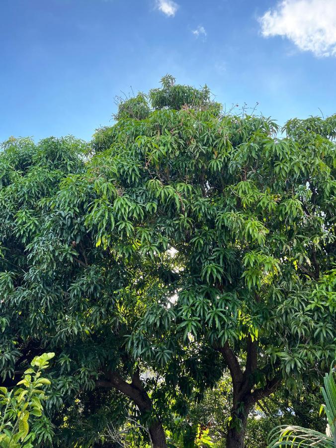 Bajo Las Hojas Campeche Bagian luar foto